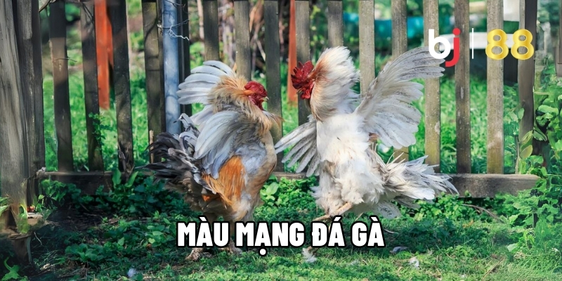 Màu Mạng Gà Đá - Cao Thủ Truyền Lại Bí Kíp Thắng Đậm BJ88 4 Màu mạng gà đá